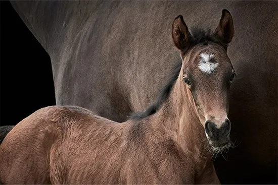 Mare 1