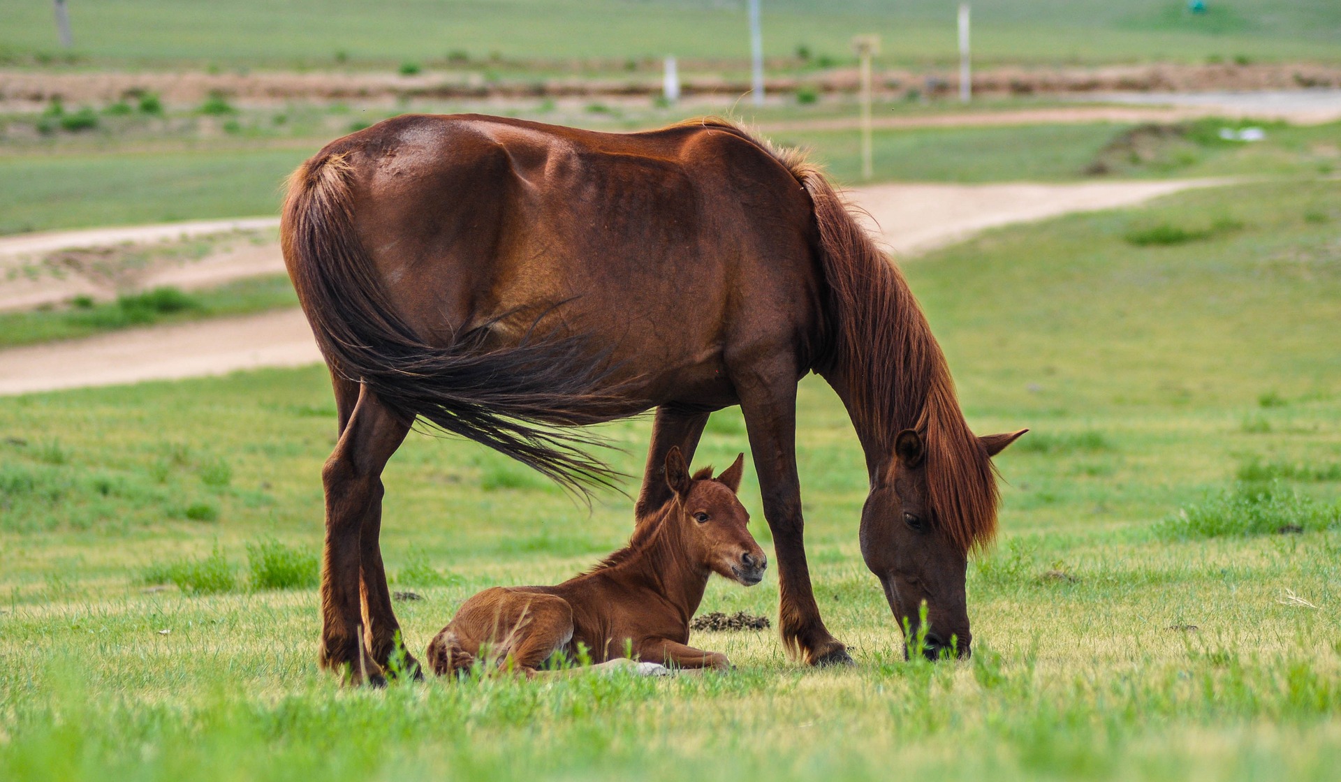 Mare and foal