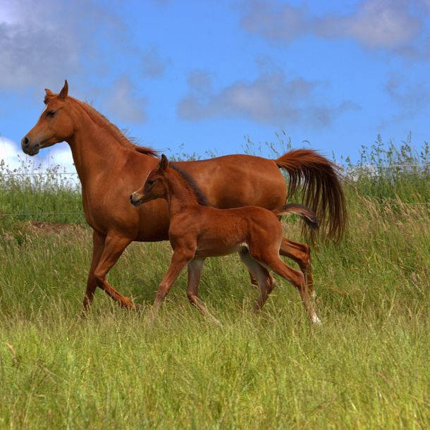 Horses in field